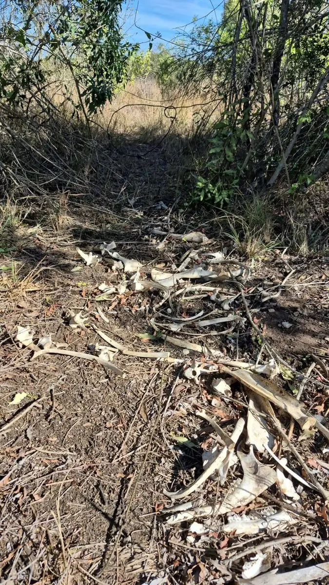 Scattered animal bones on a path through the bush