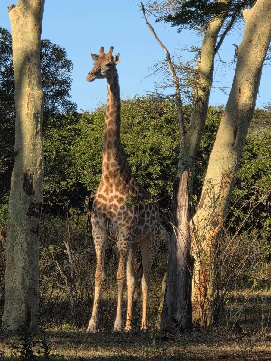 A giraffe standing among fever trees