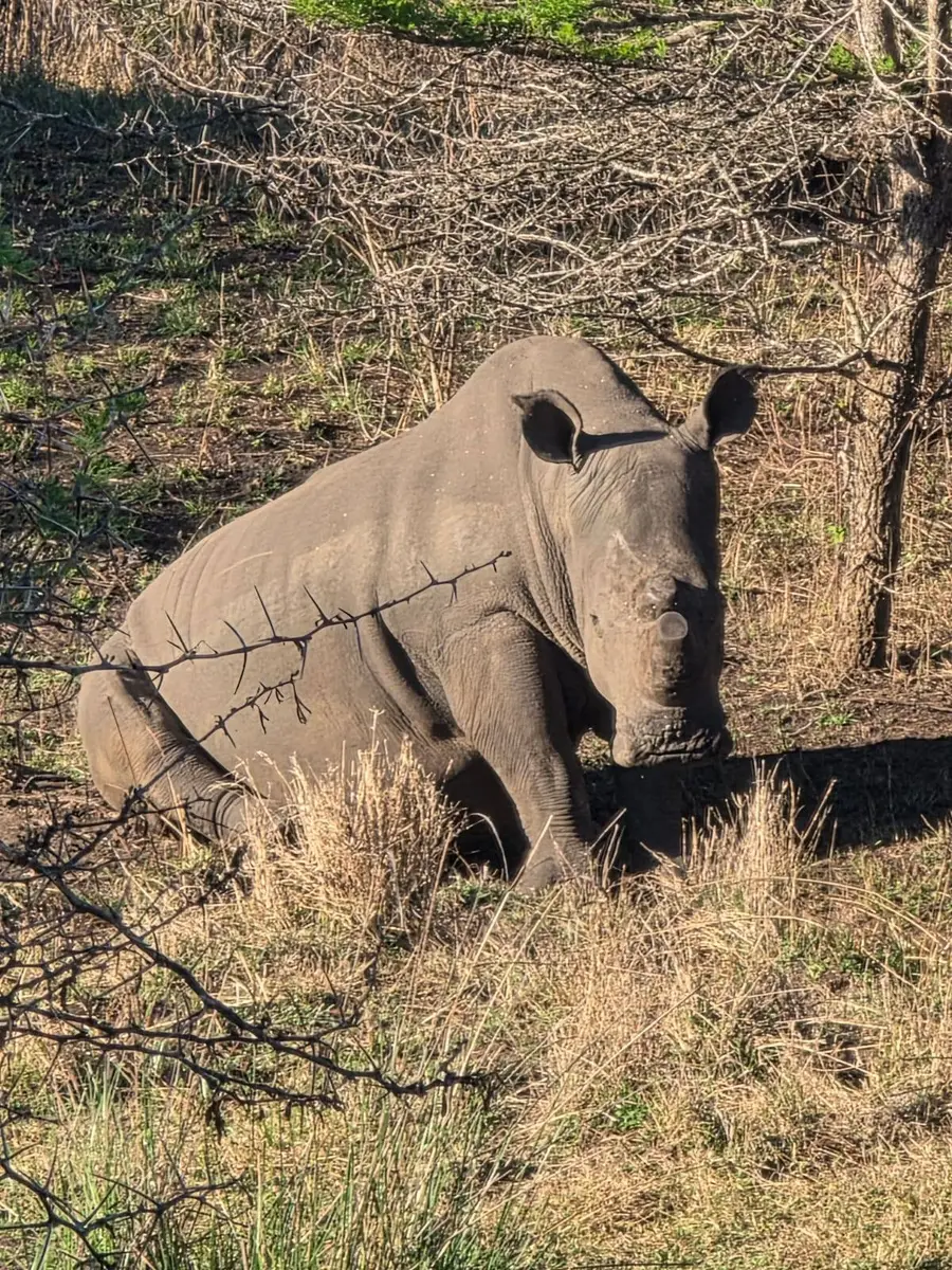 A white rhino resting in dry grass