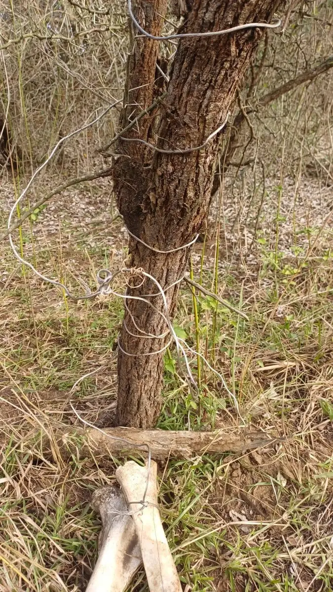 Wire wound around the trunk of a small tree, with large bones lying at its base