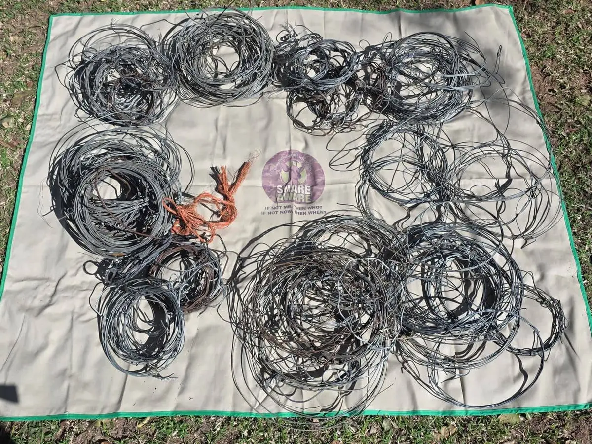 Dozens of coils of snare wire laid out on a groundsheet