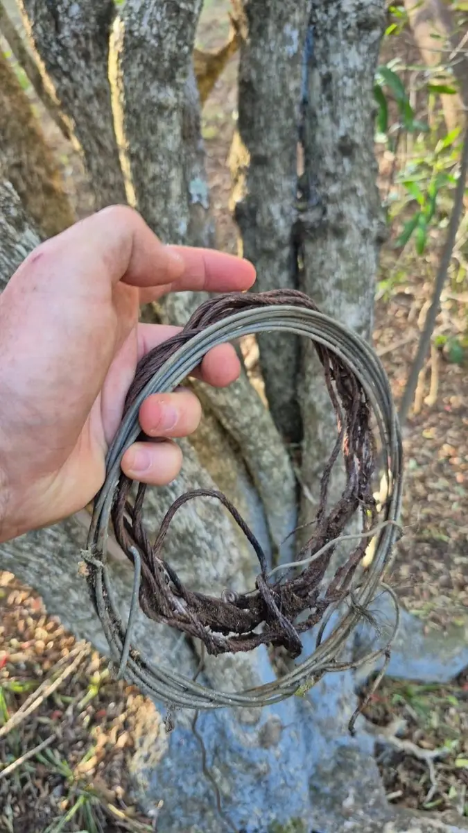 A hand holding several coils of wire and twisted cable in front of a tree