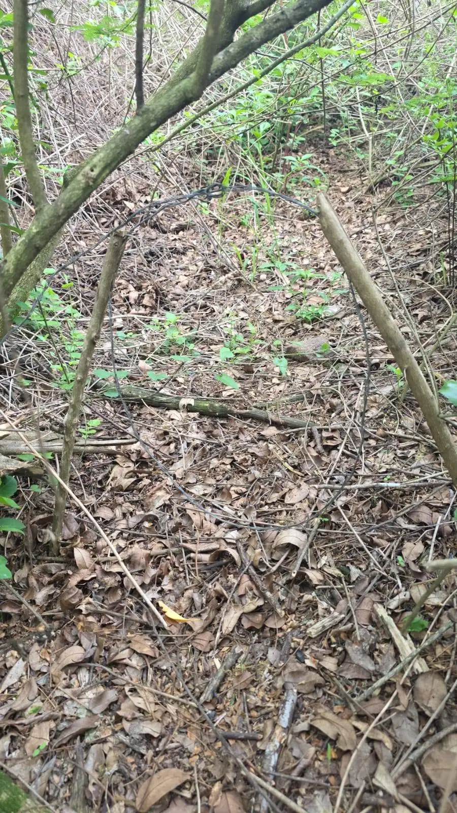 Wire loop snare suspended between branches and anchored into the soil on an animal run