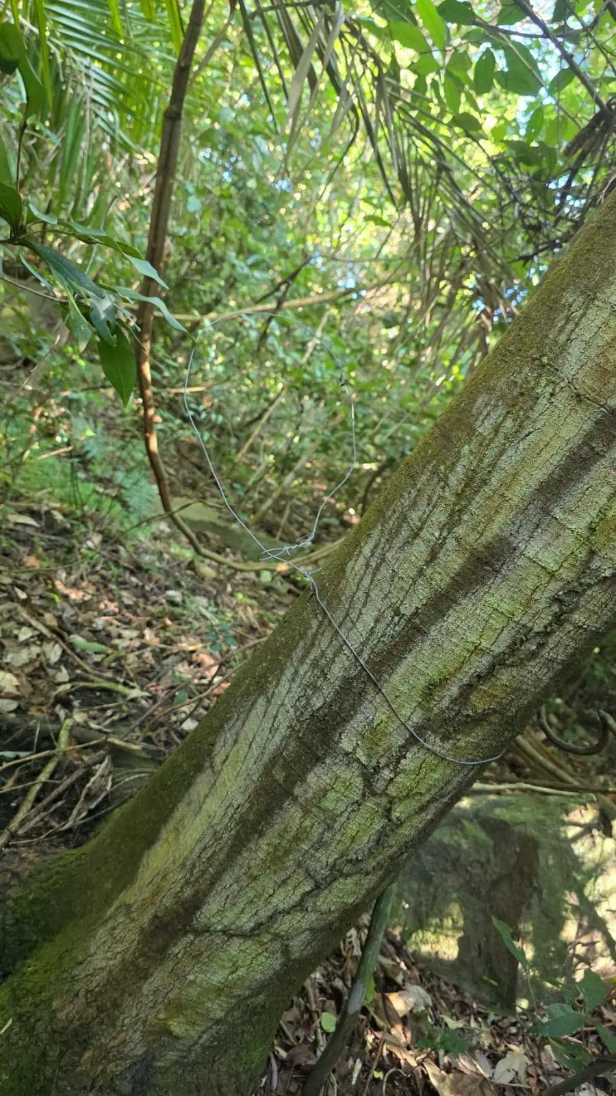 A wire noose tied tightly around a tree trunk in dense coastal forest